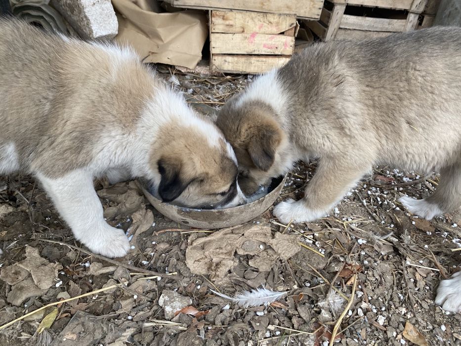 Срочно продам щенки Алабая (САО)