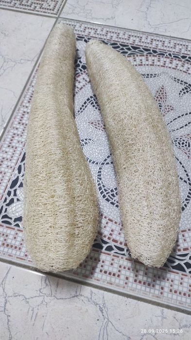 Люфа кучати, саженцы. Lufa kuchati