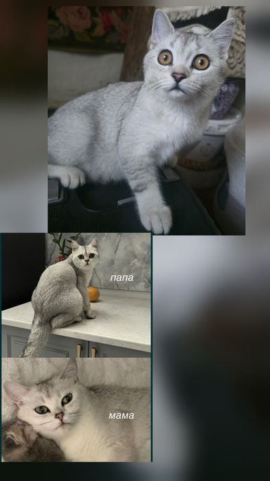 Британский шиншила 6 месяцев мальчик