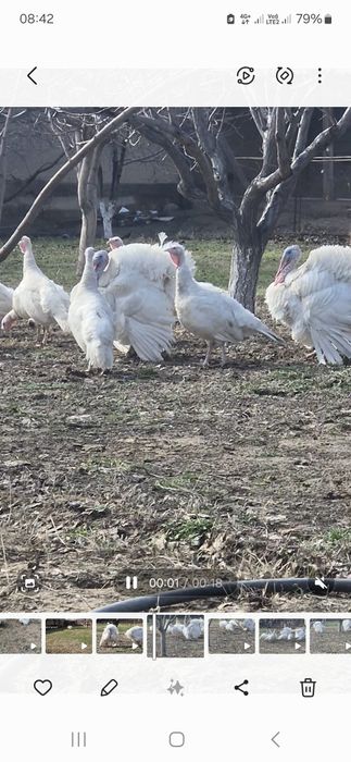 Ундык сотылады Туркестанда