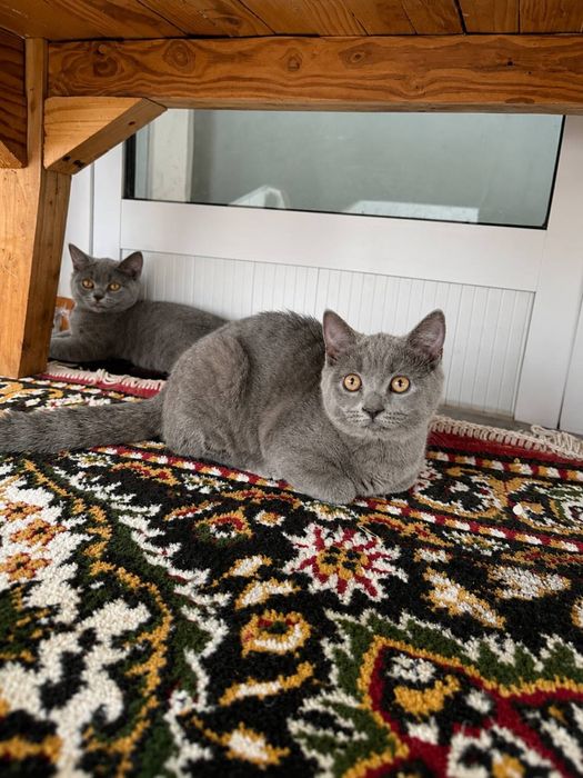 Mushuk/Skotish Strayt/кошка/котёнок/скотиш страйт/серый кошка/
