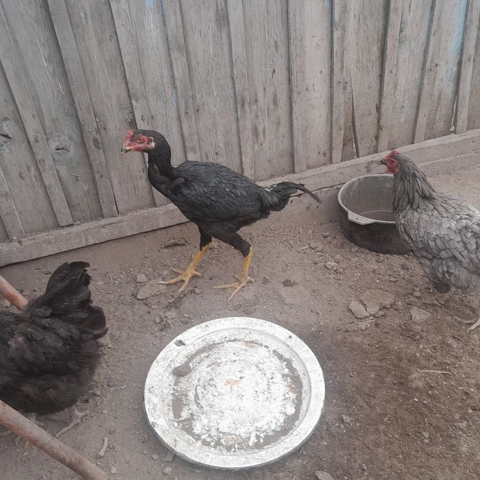 Продам бойцовский цыплят