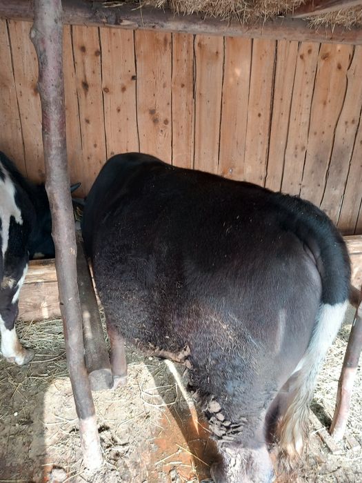 Vând vitel de carne