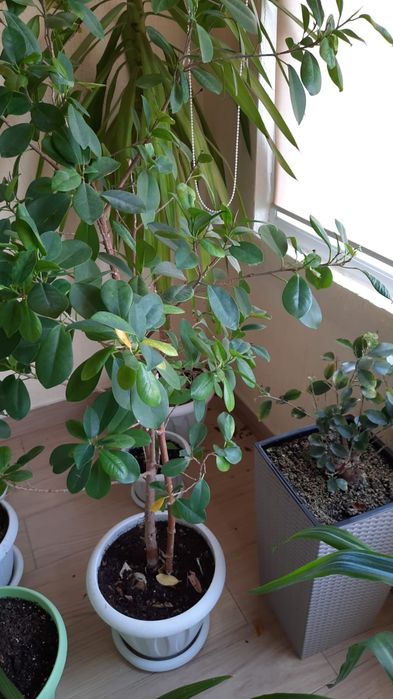 Продам Комнатные цветы