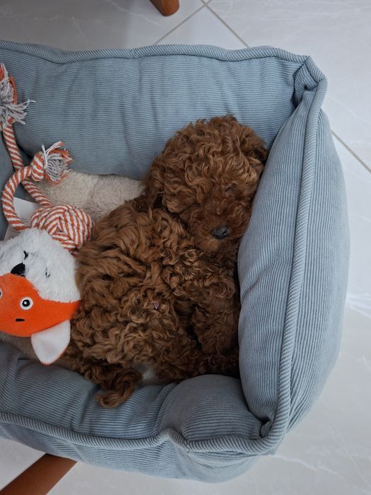 Той пудел Toy Poodle ЖЕНСКО