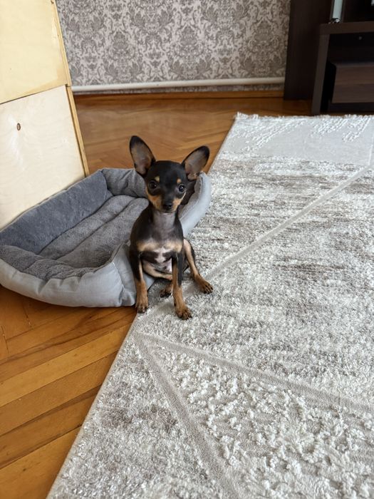 Щенок той терьер мини