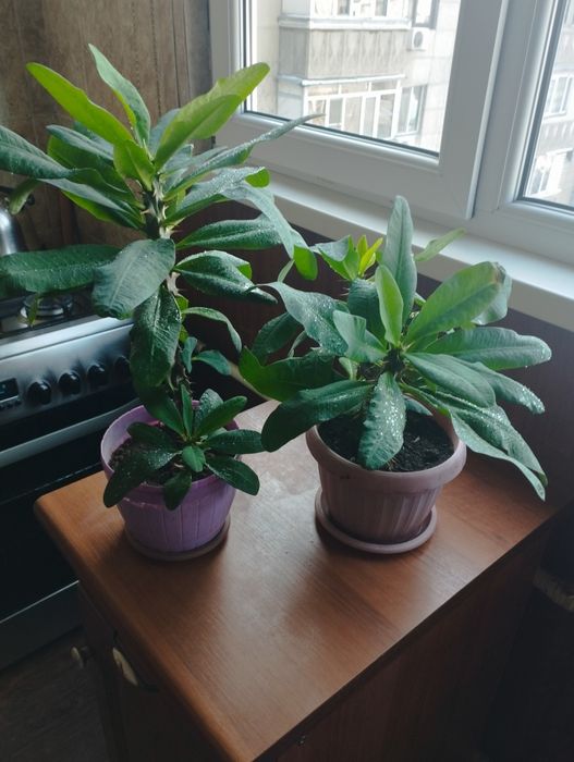 Продам цветы Малочай 2500