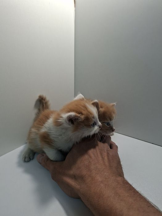 Отдам в добрые руки котят кошечек