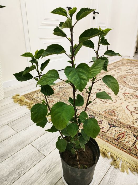 Домашние растения, доставка