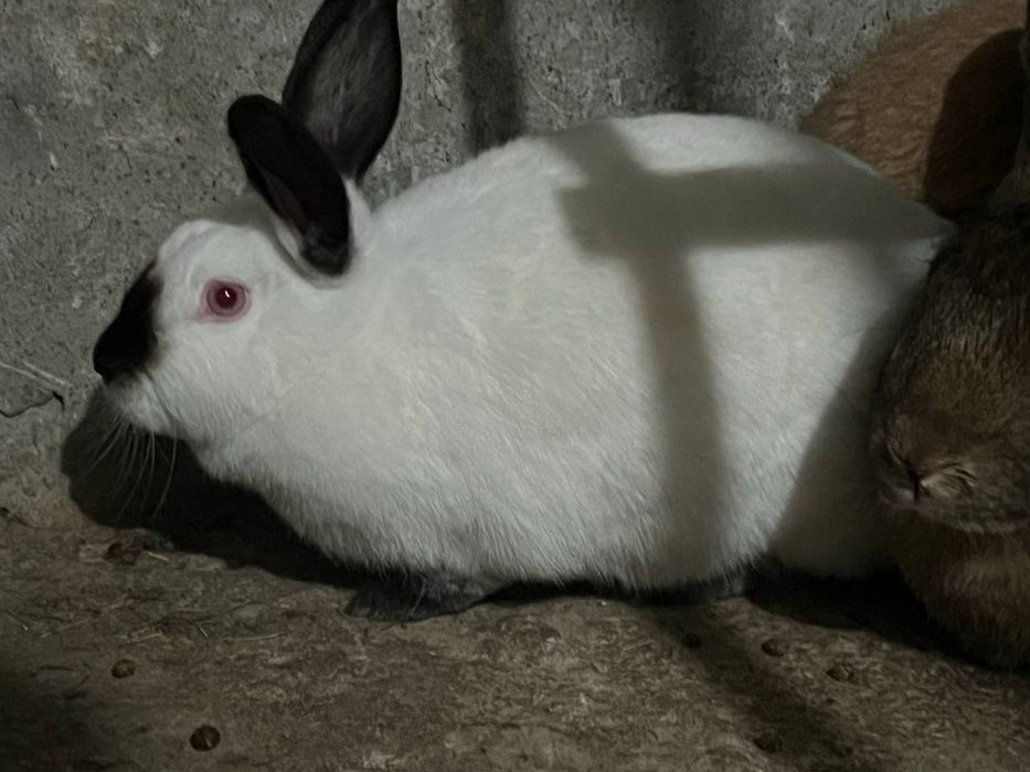 Қуёнлар сотилади