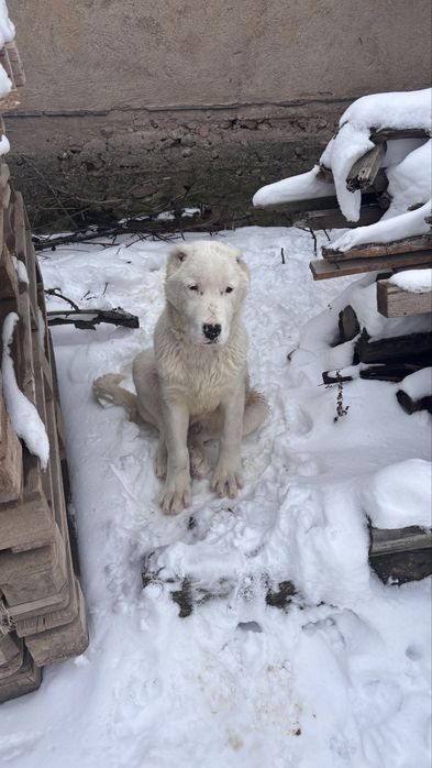 Алабай күшік сатылады