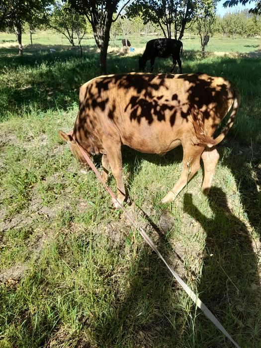 Xukizlar sotiladi soni 10 dona