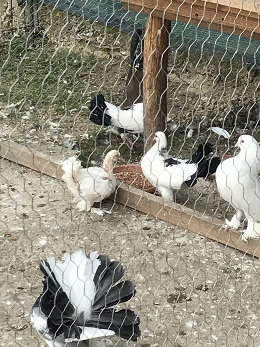 Porumbei Voltati / Rotati