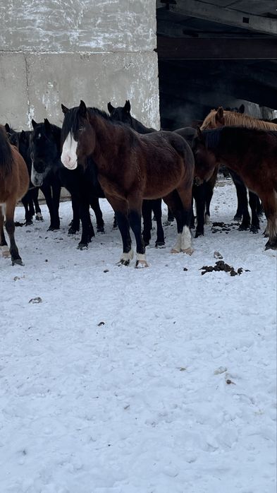 Продам жеребца на племя