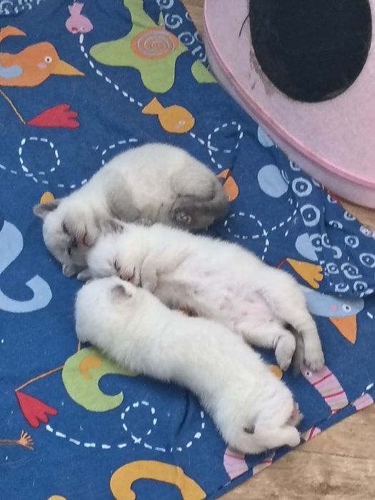 Малко късокосместо котенце