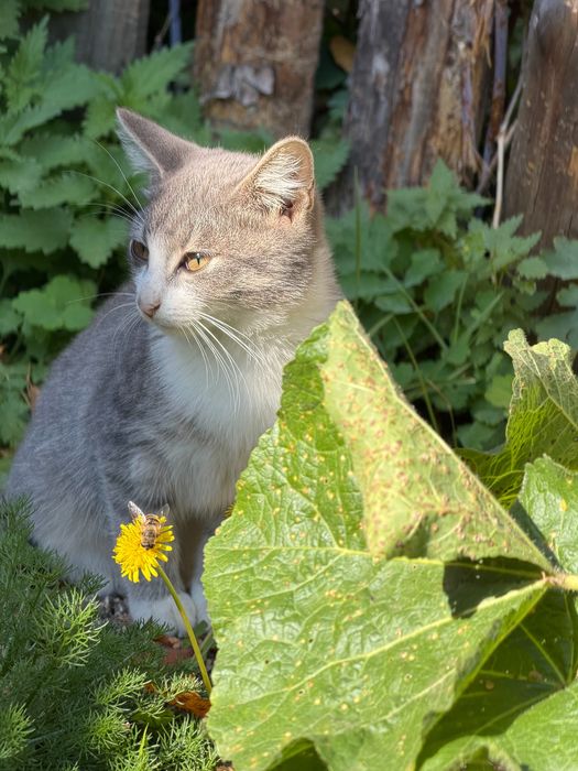 Отдам котенка в добрые руки