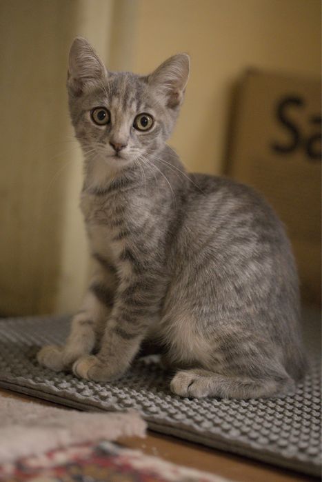 Подарявам малки котета