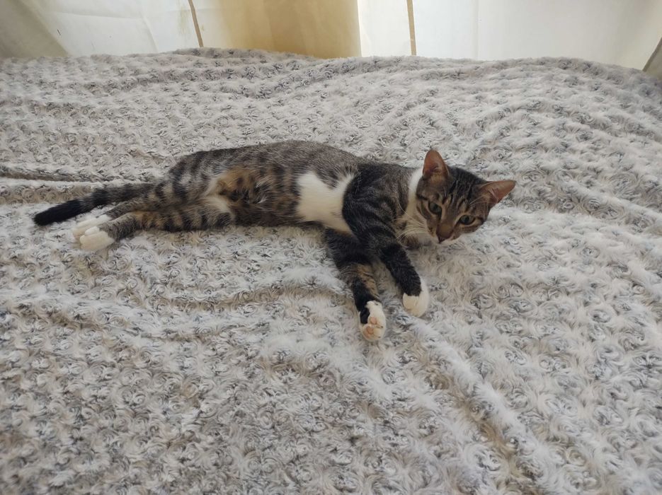 Коте Барби търси дом