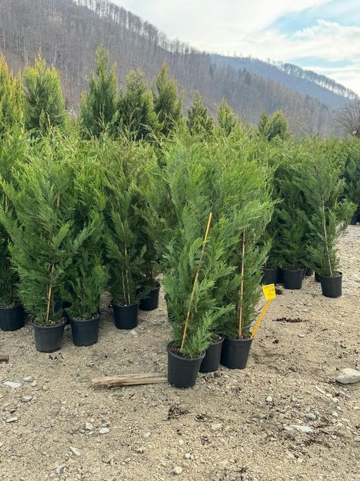 Plante Mesteacăn Tei leylandii laur englezesc