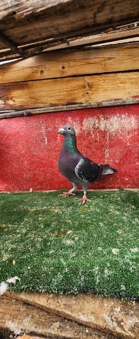 Porumbei voiajori lot 20 buc