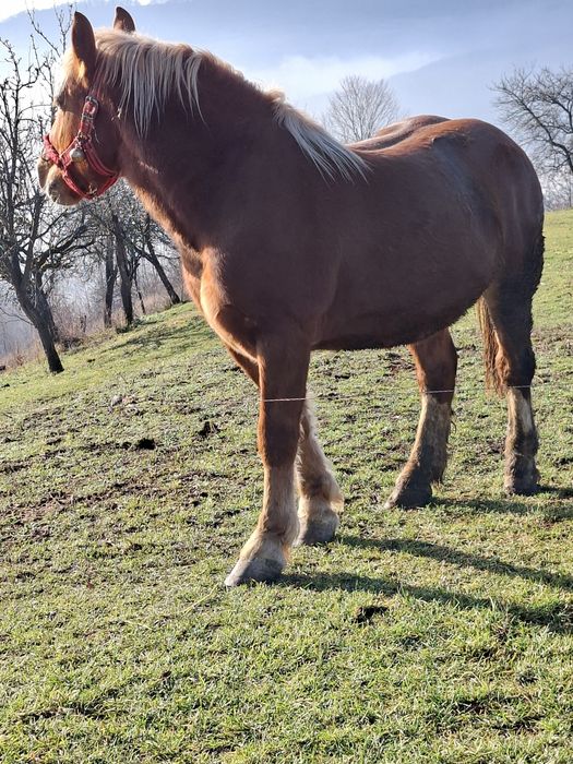 Vând mânz  de un an și opt luni
