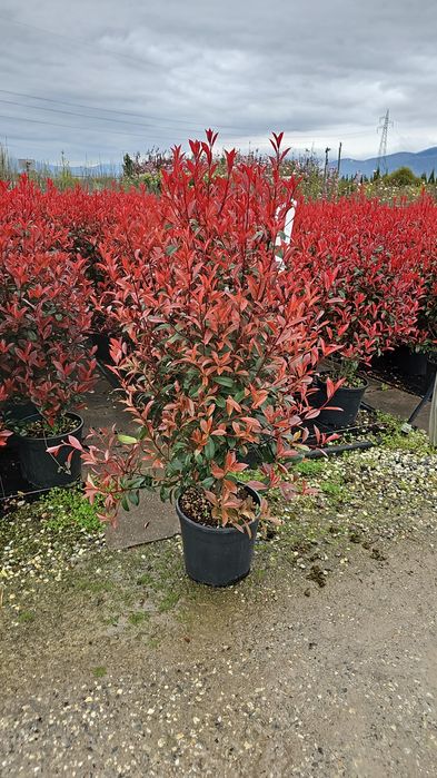 Photinia red robin tufa sau pe tija