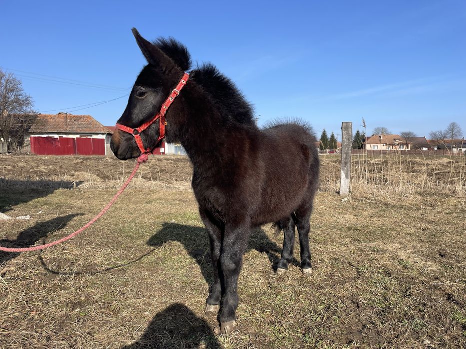 mama ponei si tata măgar