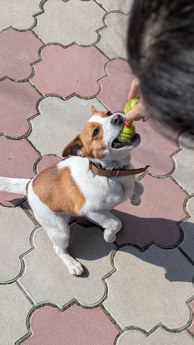 Джек Рассел Терьер 7 месяцев