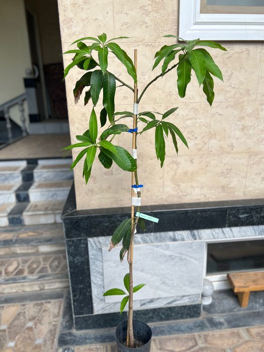 Привитые Саженцы Манго