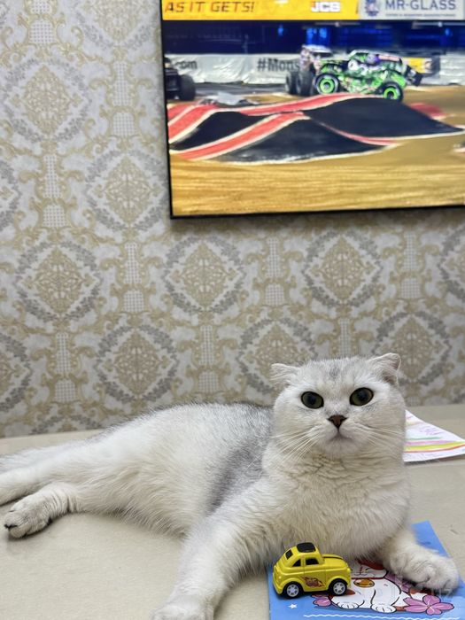 Продается Scottish Fold чистой породы.