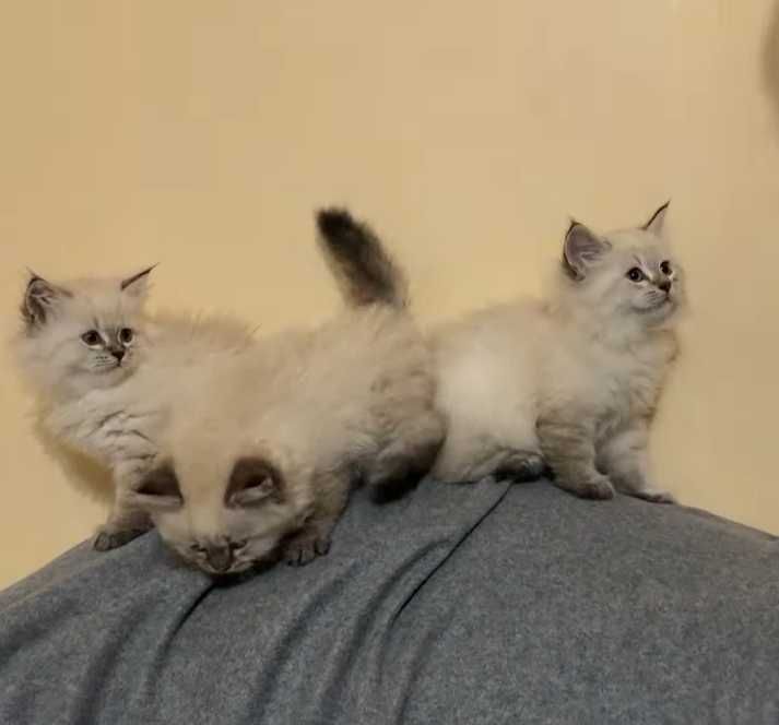 Котета Нева Маскарадна