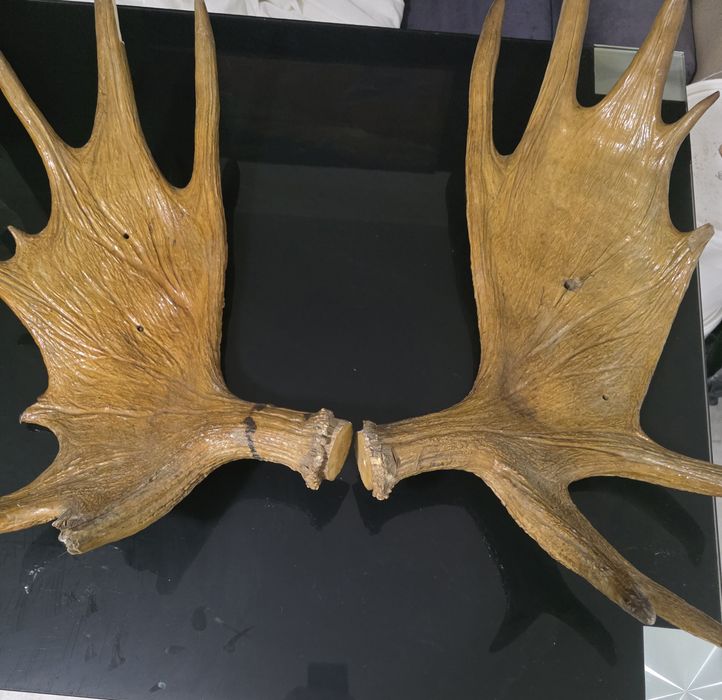 Рога от Лопатар, Елен, Лос