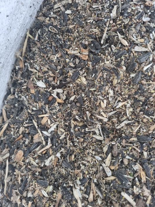 Продам зерноотходы