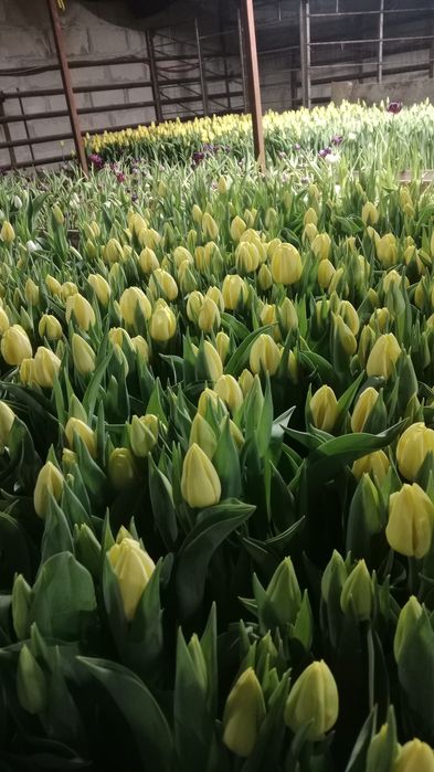 Оптом и розницу Голландские тюльпаны