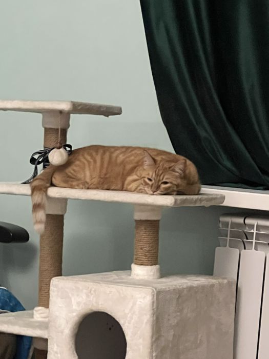 Отдам кошку в добрые руки