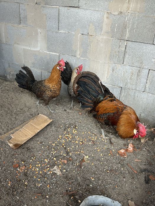 продаю курей породы Брекель