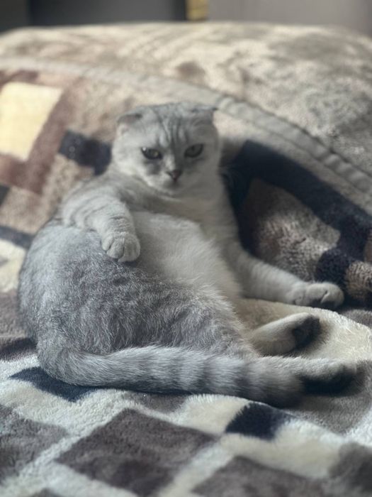 Прадаётся кошка маму тоже продадим очень умная