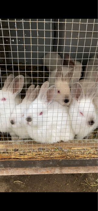 Kaliforniya quyonchalari