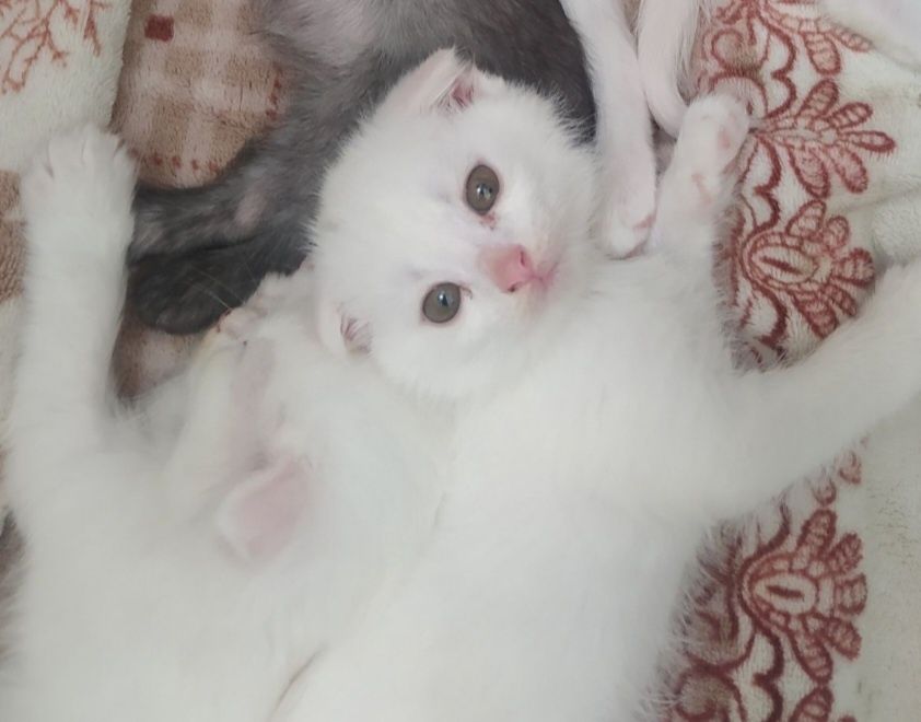 Продам белоснежных котят от правильной вязкии