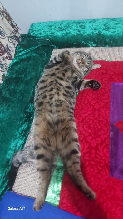 Ищу кота за вознаграждение !