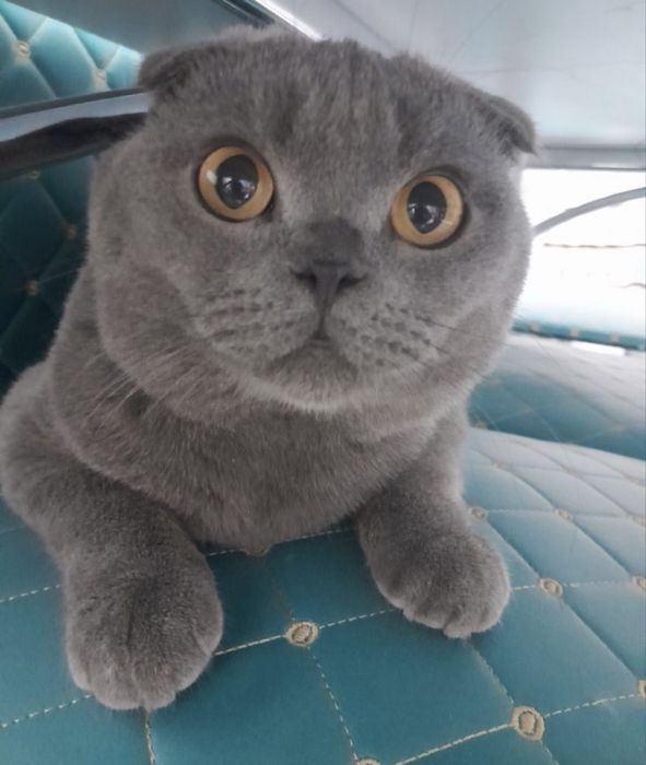 Отдам шотландца скотиш фолд в хорошие руки