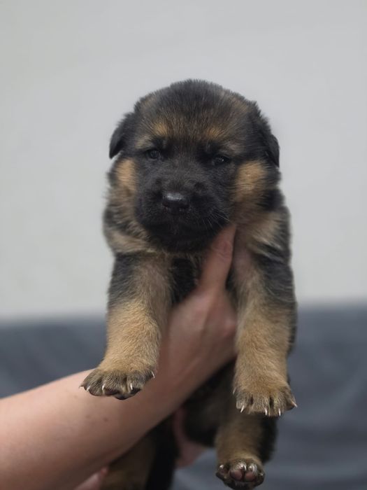 Немецкая овчарка