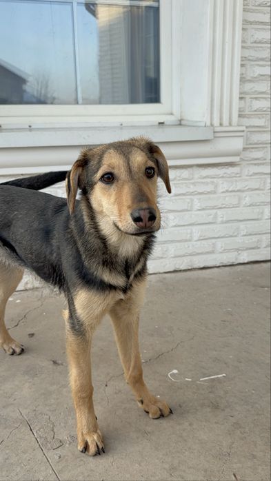 Чудесная Ника, возраст 6 мес., ищет дом