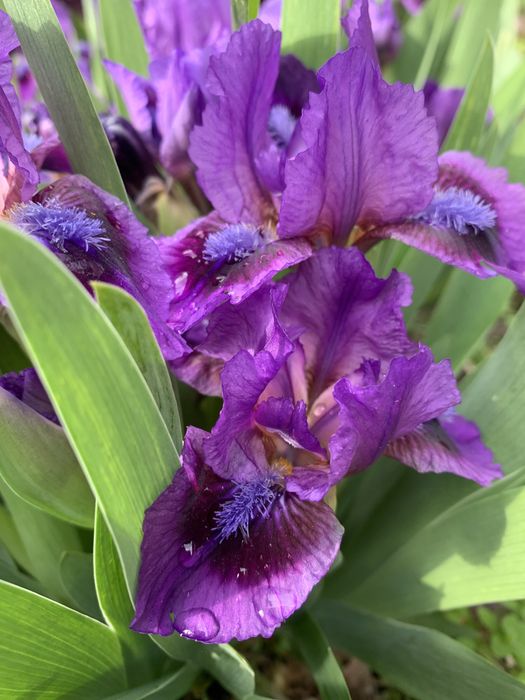 Продам цветы гортензия