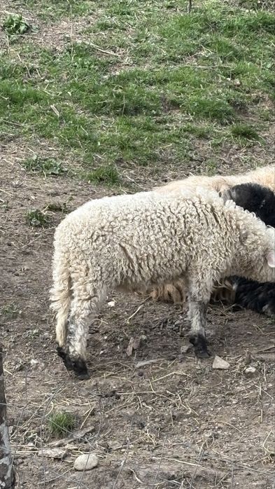 Vand doi miei buni de sacrificat sau de tinut