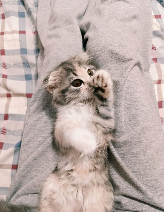 Не продаю! sotilmidi !!На вязку скотиш фолд
