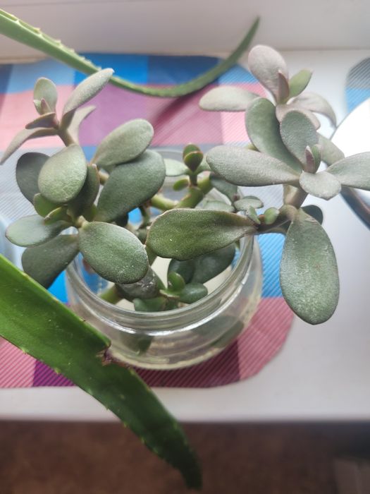 Комнатные цветы разные