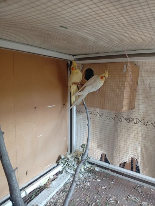 Попугаи карелла пара