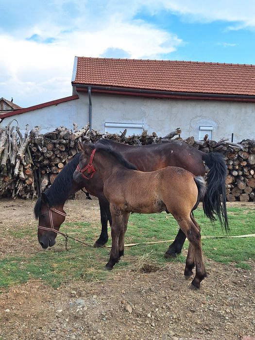 Vand iapa cu manz