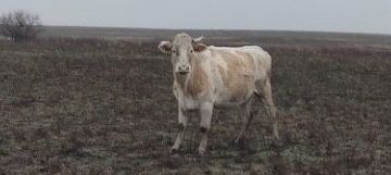 Продам КРС, МРС,   Іри мал, кой сатамын